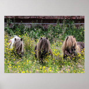 Poster Trois étalons de poney de Shetland dans une