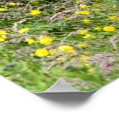 Poster Trois étalons de poney Shetland dans un champ Post (Coin)