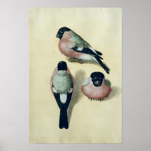 Poster Trois études d'un bullfinch (Devant)