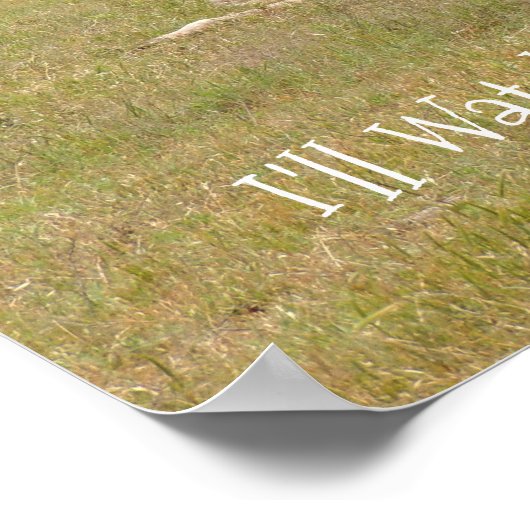 Poster Trois girafe à Fossil Rim (Coin)