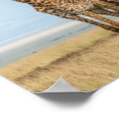 Poster Trois girafes Poing (Coin)