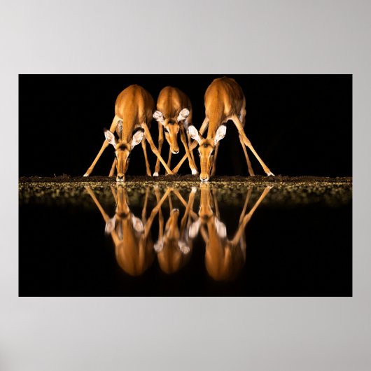Poster Trois impalas boivent ensemble la nuit (Devant)
