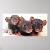 Poster Trois Jokers (Devant)