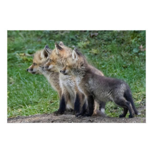 Poster Trois Kits Fox
