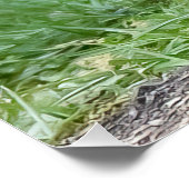 Poster Trois Kits Fox (Coin)