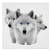Poster Trois Loups blancs (Devant)