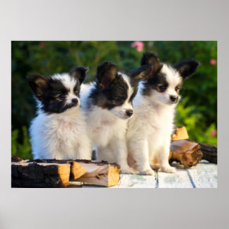 Poster Trois mignonnes chiots papillon sur un banc de jar