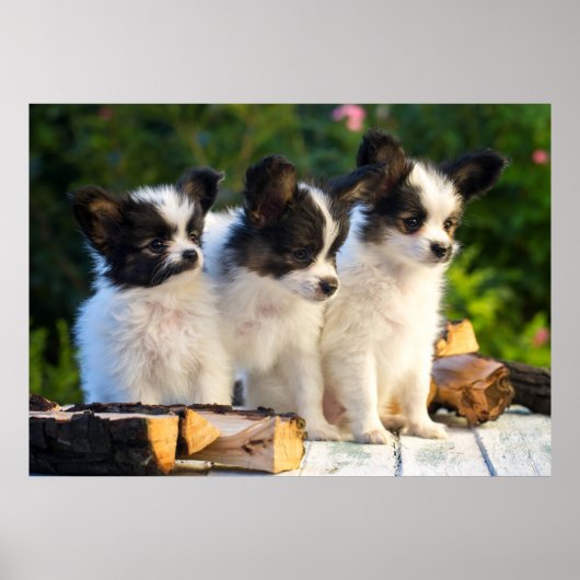 Poster Trois mignonnes chiots papillon sur un banc de jar (Devant)