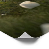 Poster Trois mignons Pandas (Coin)