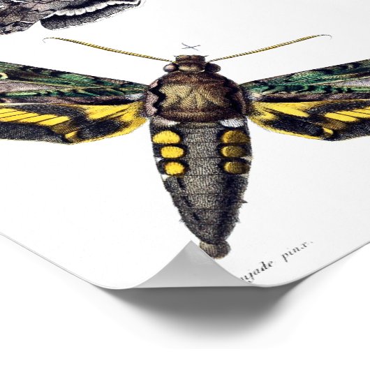 Poster Trois mois de sphinx (Coin)