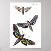 Poster Trois mois de sphinx (Devant)