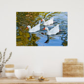 Poster trois oies nageant (Cuisine)