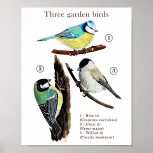 Poster Trois oiseaux de jardin