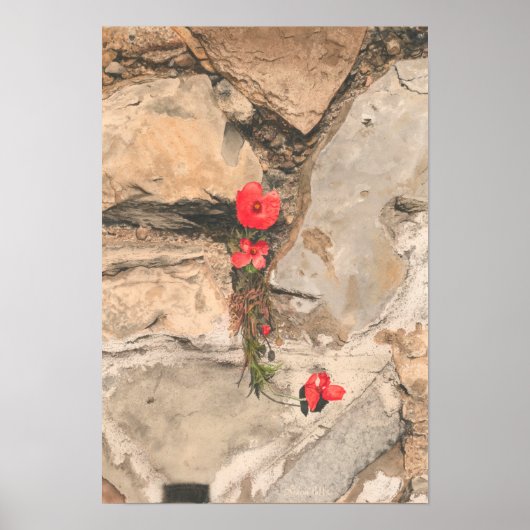 Poster Trois pavois (Devant)