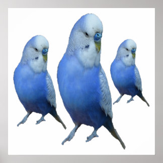 Poster trois perruches bleues