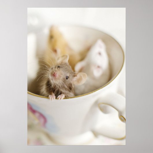 Poster Trois petites souris (Devant)