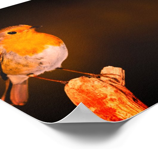 Poster Trois Petits Oiseaux Robins Sur Perches (Coin)