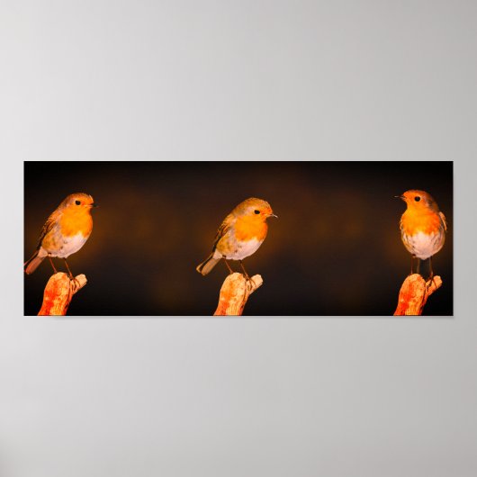 Poster Trois Petits Oiseaux Robins Sur Perches (Devant)