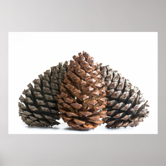Poster Trois pinecones (Devant)