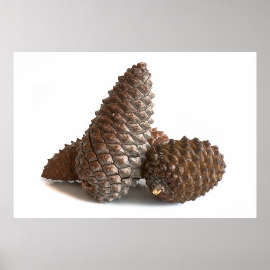 Poster Trois pinecones (Devant)