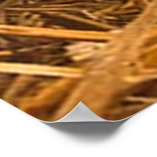 Poster trois porcelets (Coin)