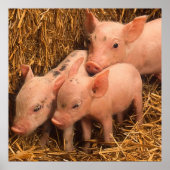 Poster trois porcelets (Devant)