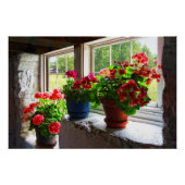 Poster Trois Pots de Geraniums sur Windowsill (Devant)