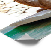 Poster Trois singes Ensemble Faune (Coin)