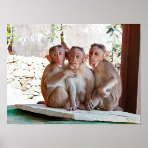 Poster Trois singes Ensemble Faune
