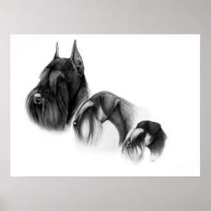 Poster Trois tailles d'AFFICHE de schnauzers
