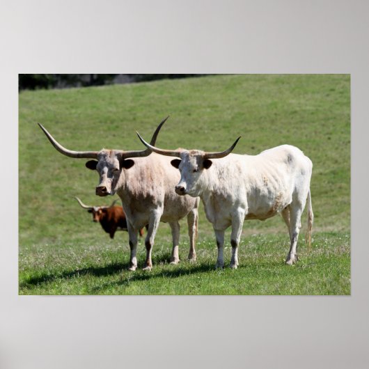 Poster Trois Texas Longhorns (Devant)