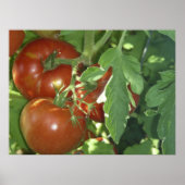 Poster Trois tomates (Devant)