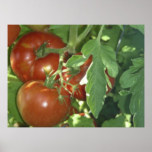 Poster Trois tomates (Devant)