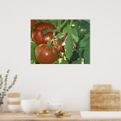 Poster Trois tomates (Cuisine)
