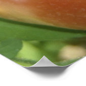 Poster Trois tomates (Coin)
