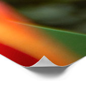 Poster Trois tulipes rouges Photo (Coin)