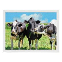 Trois vaches Holstein