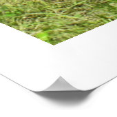 Poster Trois vaches Jersey (Coin)