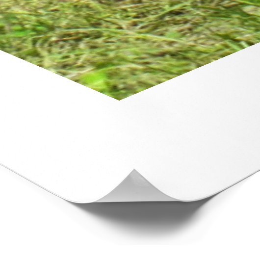 Poster Trois vaches Jersey (Coin)