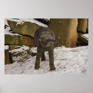 Poster Trompette Baby Elephant Dans La Neige