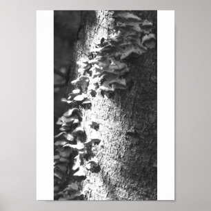 Poster tronc