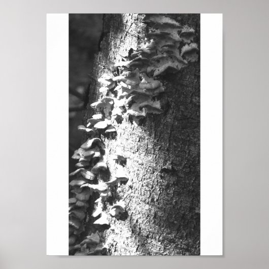 Poster tronc (Devant)