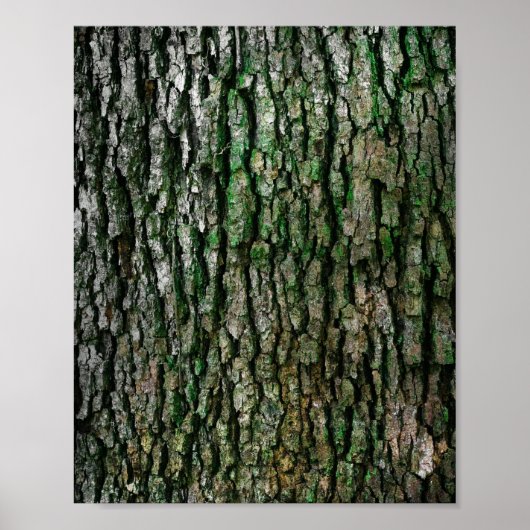 Poster Tronc d'arbre (écorce en bois) (Devant)