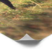 Poster Tronc d'éléphant touchant la progéniture, Kenya, (Coin)