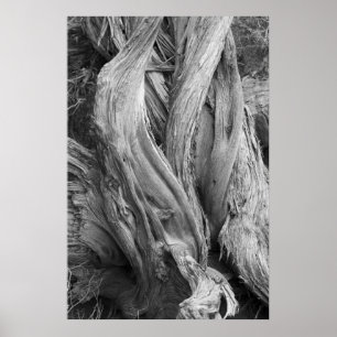 Poster Tronc Juniper