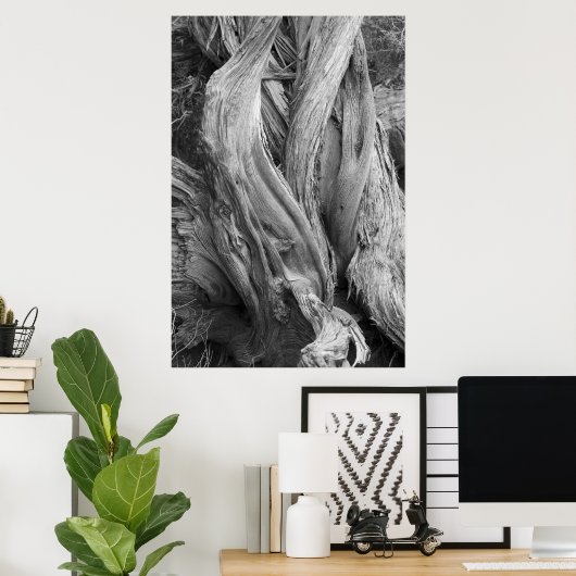 Poster Tronc Juniper (Bureau à domicile)