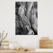 Poster Tronc Juniper (Cuisine)