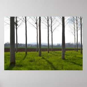 Poster Troncs d'arbres et campagne française