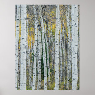Poster Troncs d'arbres Trembles Aspen, Colorado