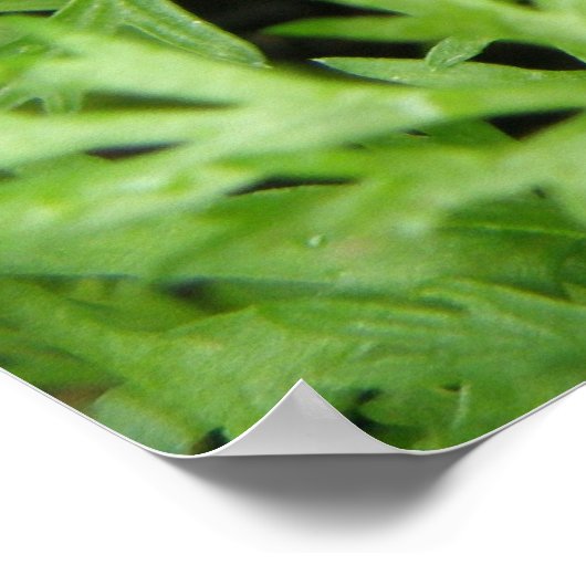 Poster Troncs de carottes Imprimer (Coin)